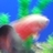 poko