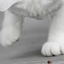zeze说