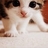 喵咪猫
