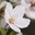 Cynthia_C