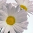 Daisy4748040