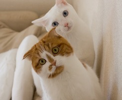 猫的英语单词是什么怎么写 151719.42511166_o.jpg