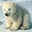 hua77bear