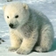 BearW77