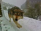 06-04-12wolf