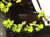 conew_img_4305副本
