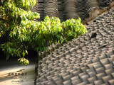 conew_img_4343副本