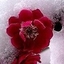 姜jiang