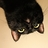 倒吊的猫