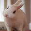 bunnywhite2037937