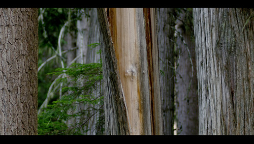 Life.Cycles.2010.Blu-ray.REMUX.H264.1080